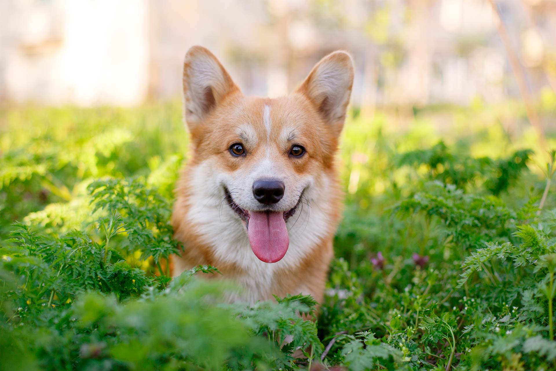 2B Uplifted Parentint New arrivals